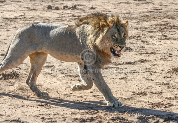 Male Lion Chasing After Lioness