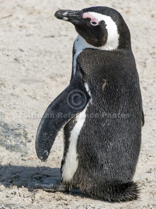 African Penguin