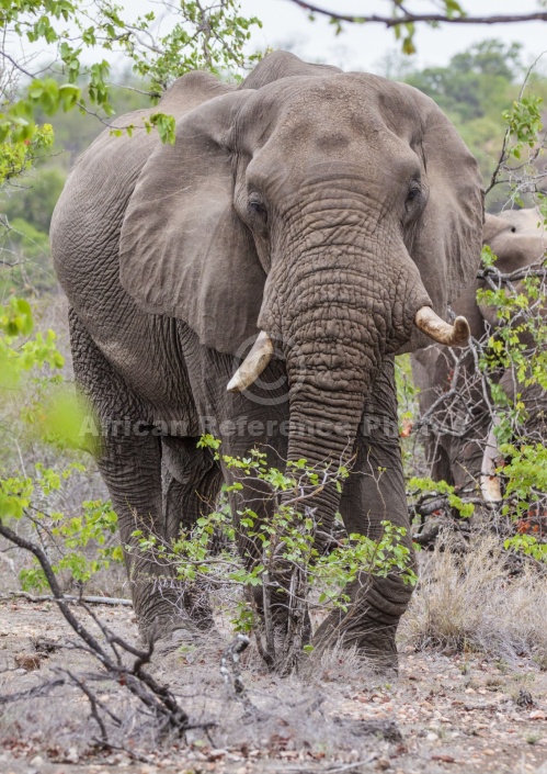 Elephant Bull, Front-on
