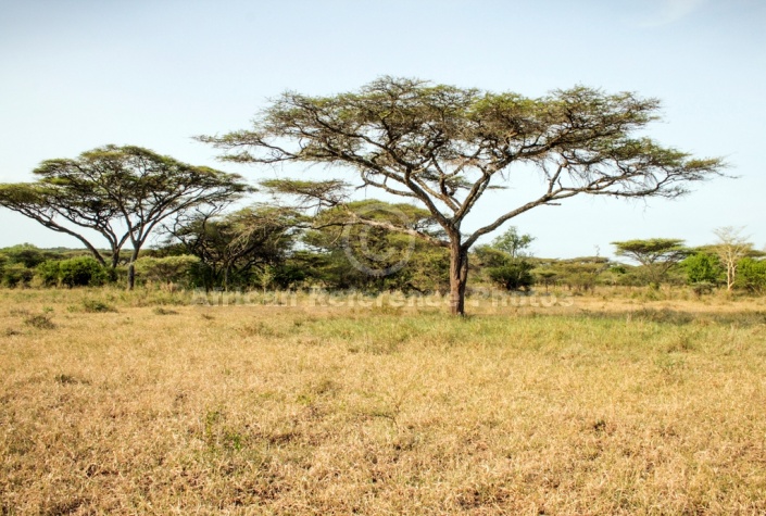 Acacia Trees