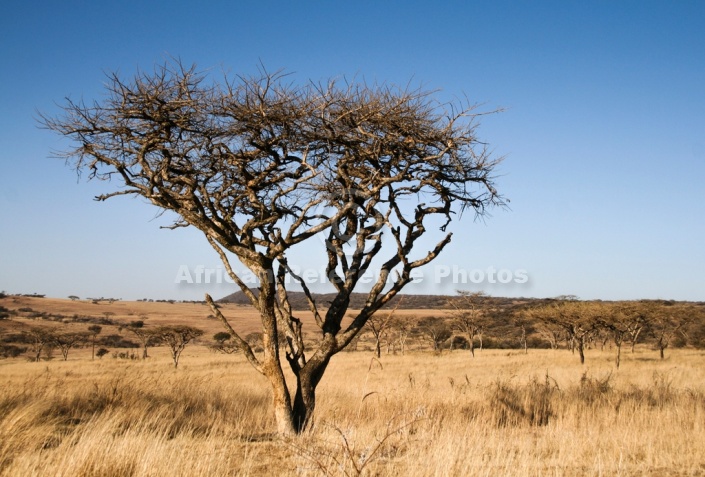 Acacia Tree in Winter Thornveld