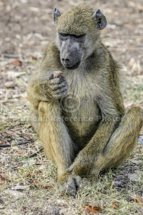 Baboon Holding Object