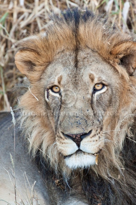 Wide-eyed Male Lion