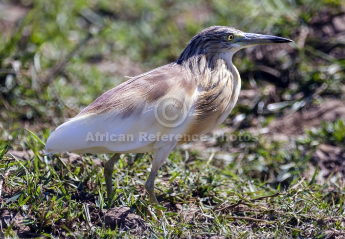 Squacco Heron