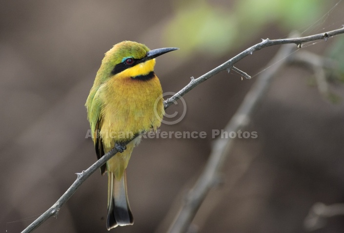 Little Bee-Eater