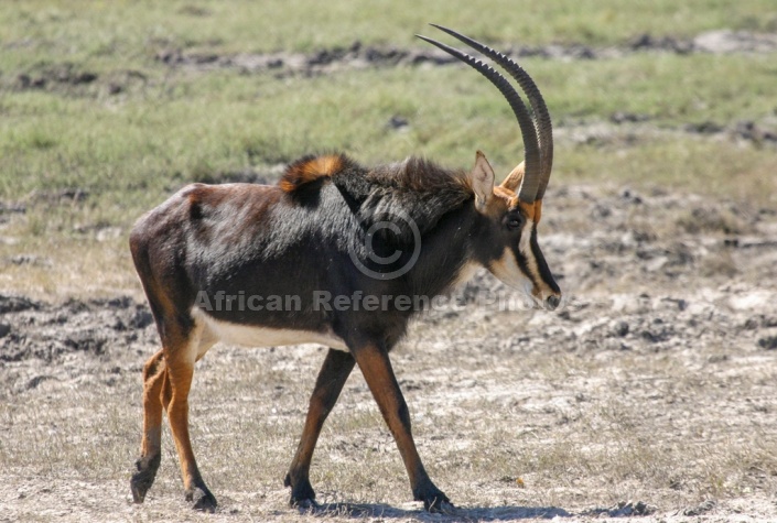 Sable Antelope