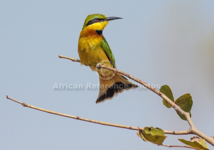 Little Bee-eater