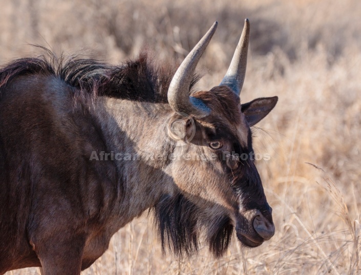 Blue Wildebeest, Head and Neck