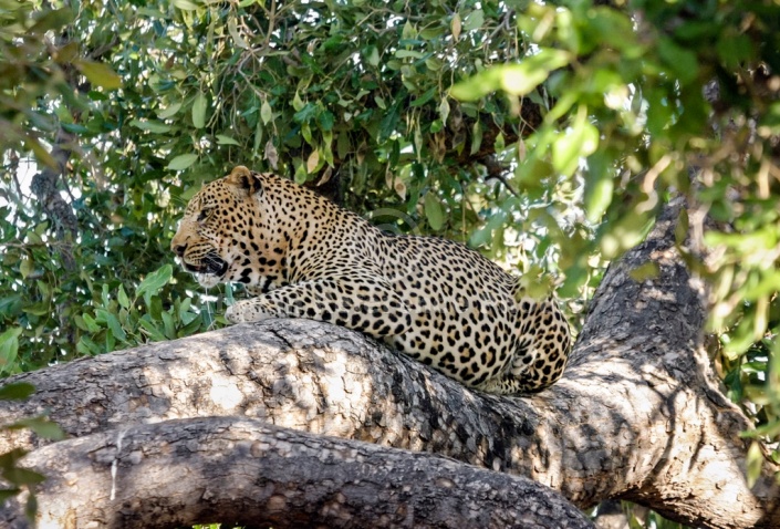 Leopard in Dappled Shade