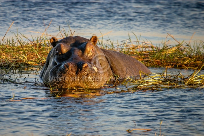 Hippo in Reedbed