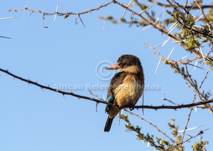 Brown-hooded Kingfisher