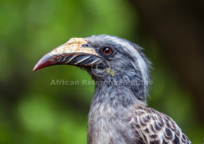 African Grey Hornbill Female, Close-up