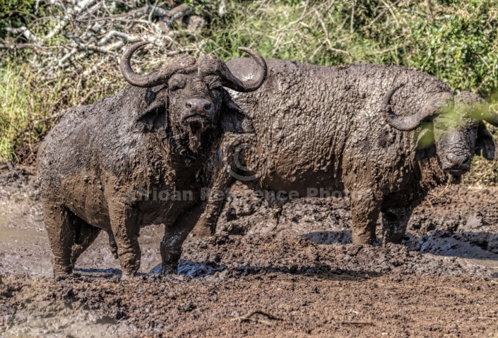 Buffalo Pair in Mud Wallow