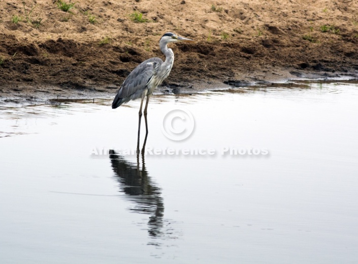 Grey Heron