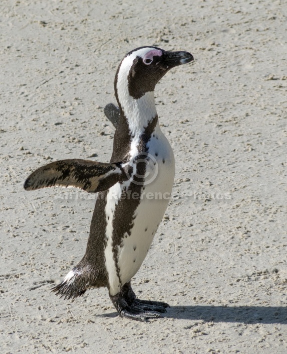 African Penguin