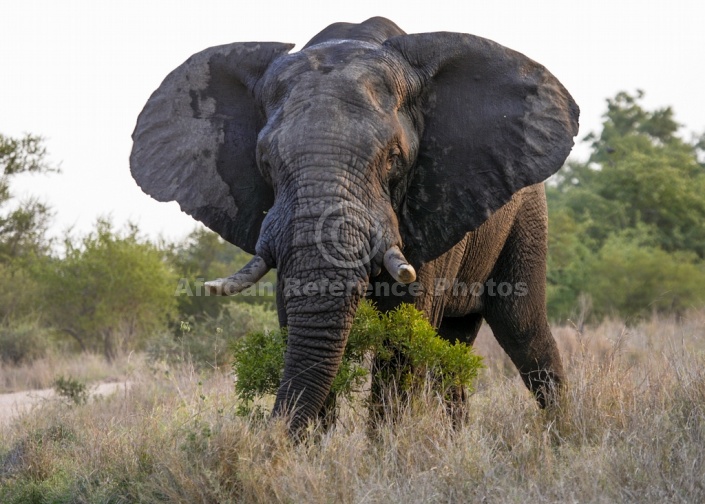 Big Bull Elephant