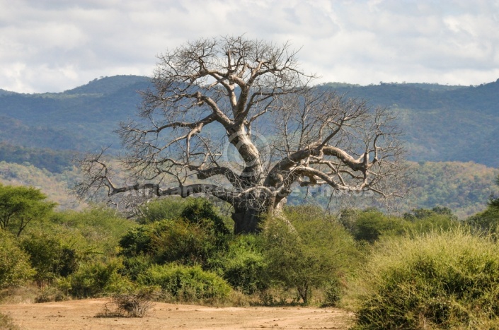 Baobab Tree with Hills in Background