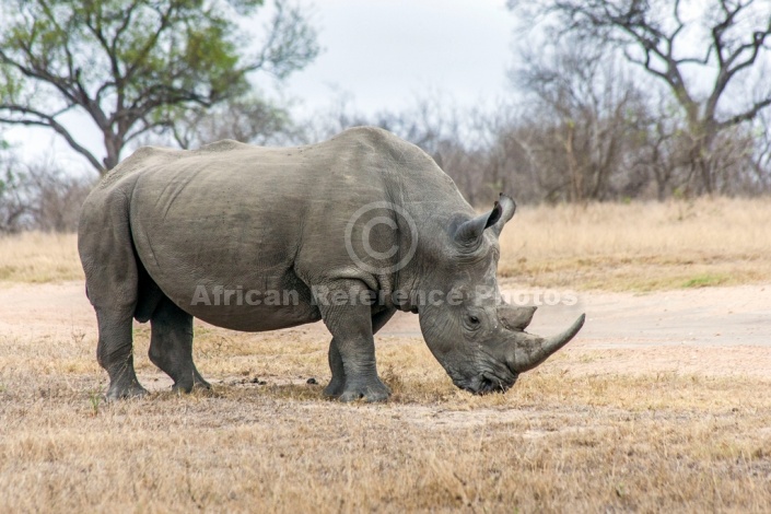 White Rhino Reference Photo