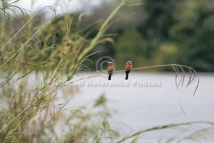 White-fronted bee-eaters