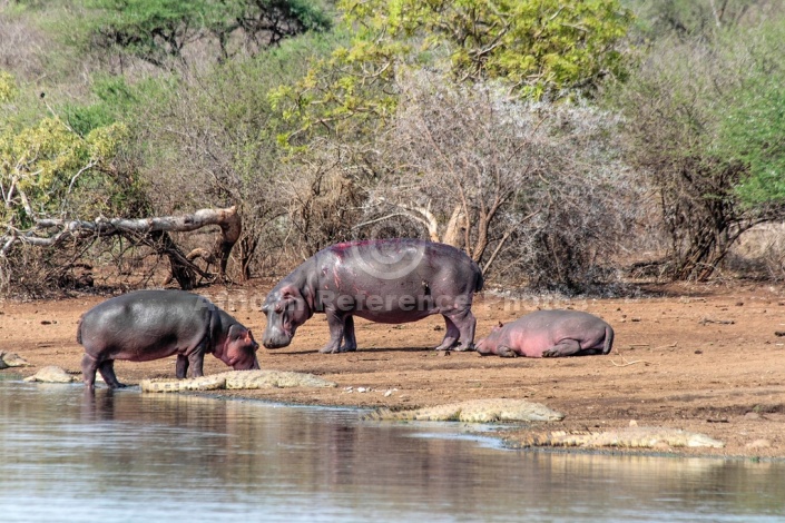 Hippo standing amongst crocodiles, reference picture