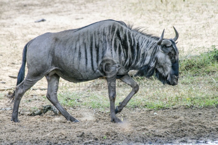 Blue Wildebeest