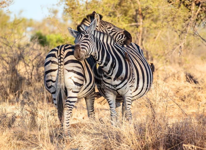 Zebra Pair Being Affectionate