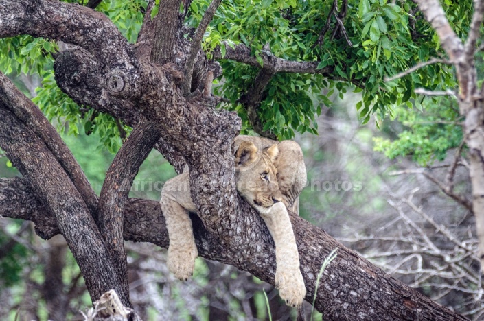 Lion Youngster on Tree Branch