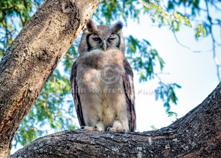 Verreaux's Eagle-Owl on Tree Branch