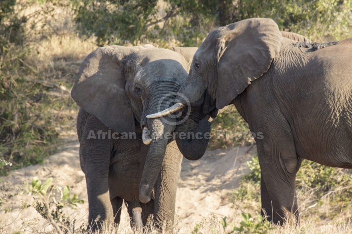 Elephant pair sparring