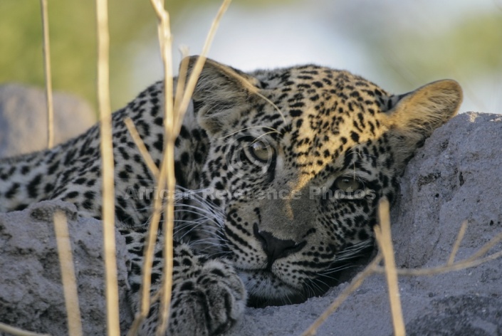 Young Leopard Resting on Termite Mound
