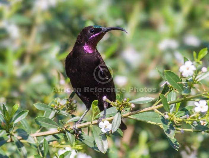 Amethyst Sunbird with Head in Profile