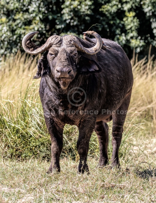 Buffalo Bull Standing, Front-on