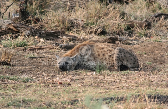 Spotted Hyena photo for art reference