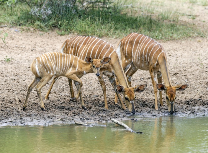 Nyala antelope group