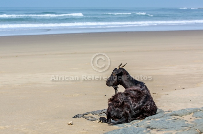 Goat on Rocks Looking out to Sea