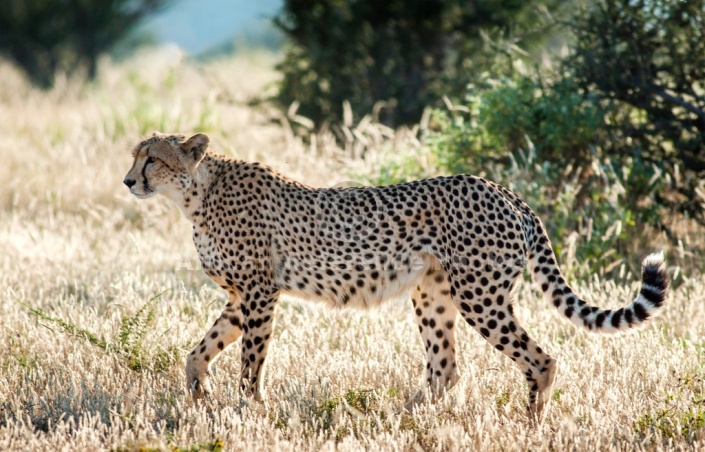 Cheetah Adult Walking, Side View