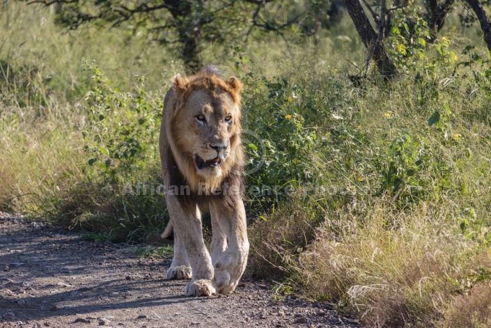 Lion Male Walking