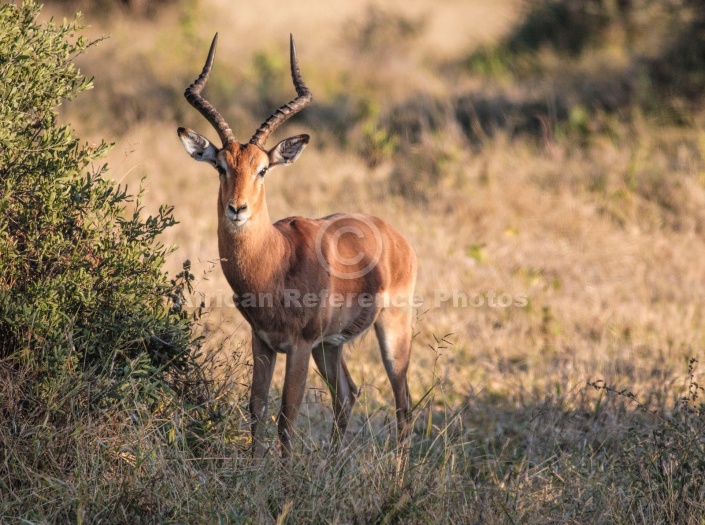 Impala Ram