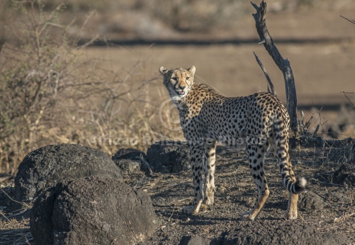 Cheetah