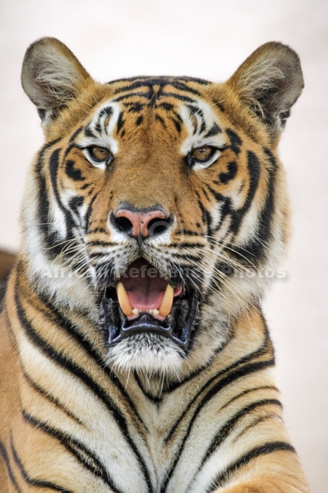 Bengal Tiger on Light Background