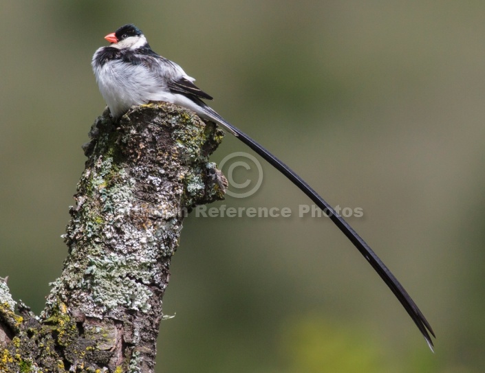 Pin-tailed Whydah in Breeding Plumage