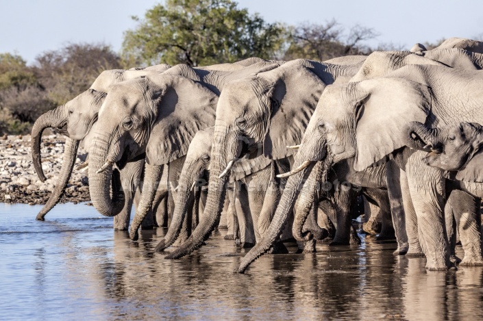 Elephants Quenching Thirst