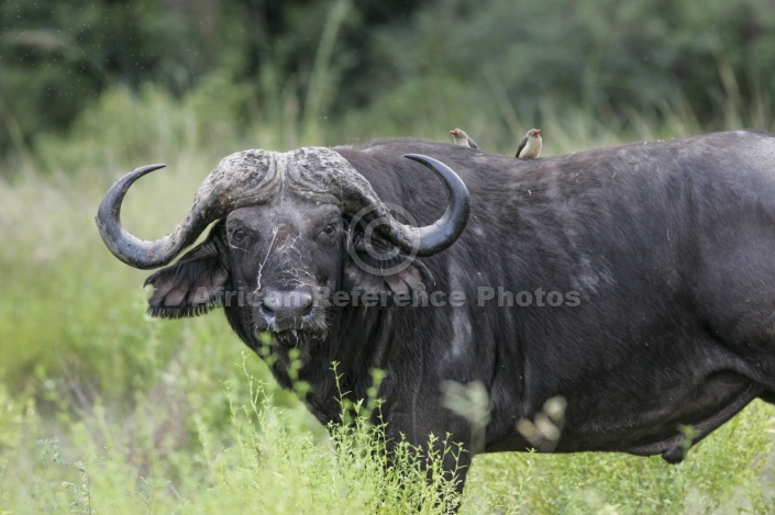 African Buffalo