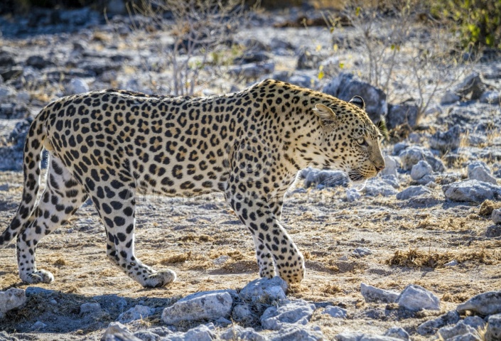 Leopard Male on the Move