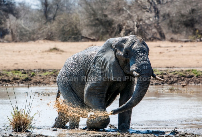 Elephant Squirting Muddy Water from Trunk