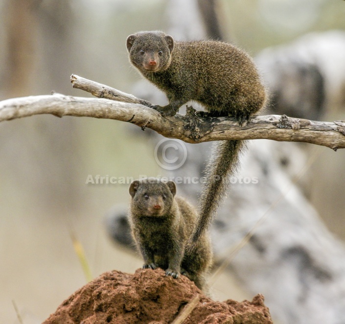 Dwarf Mongoose