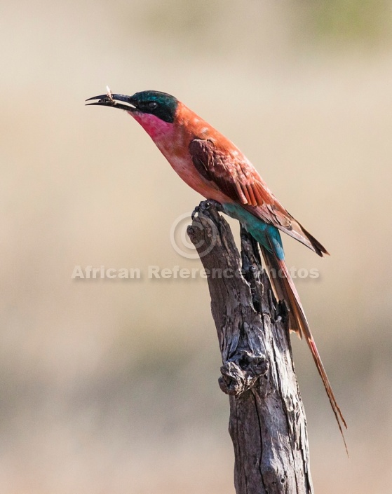 Carmine Bee-eater