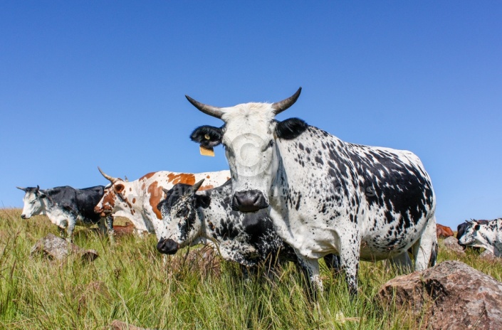 Nguni Cattle in Summer Grass