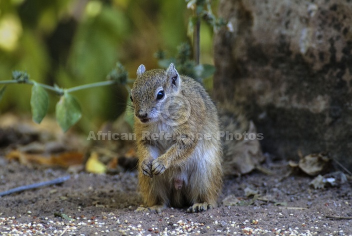 Tree Squirrel