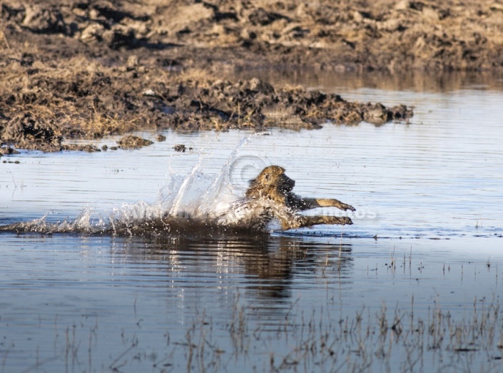 Chacma Baboon